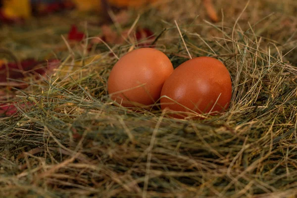 Eggs Nest Background Hay Dry Leaves — Stock Photo, Image