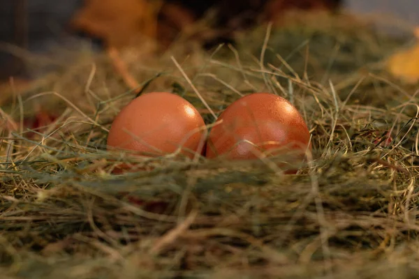 Яйца Гнезде Фоне Сена Сухих Листьев — стоковое фото