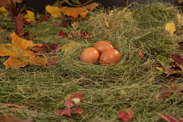 Eggs Nest Background Hay Dry Leaves — Stock Photo, Image