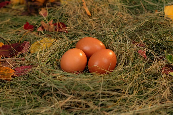 Eier Nest Vor Dem Hintergrund Von Heu Und Trockenen Blättern — Stockfoto