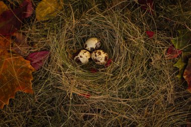 Yuvadaki bıldırcın yumurtaları saman ve kuru yaprakların arka planında.