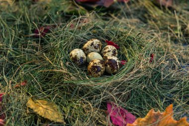 Yuvadaki bıldırcın yumurtaları saman ve kuru yaprakların arka planında.