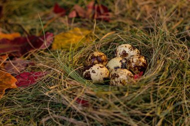 Yuvadaki bıldırcın yumurtaları saman ve kuru yaprakların arka planında.