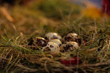 Yuvadaki bıldırcın yumurtaları saman ve kuru yaprakların arka planında.