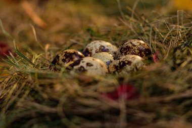 Yuvadaki bıldırcın yumurtaları saman ve kuru yaprakların arka planında.