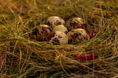Yuvadaki bıldırcın yumurtaları saman ve kuru yaprakların arka planında.