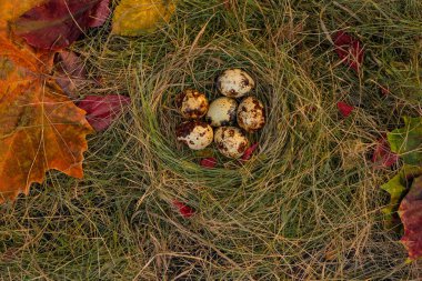 Yuvadaki bıldırcın yumurtaları saman ve kuru yaprakların arka planında.