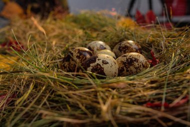 Yuvadaki bıldırcın yumurtaları saman ve kuru yaprakların arka planında.