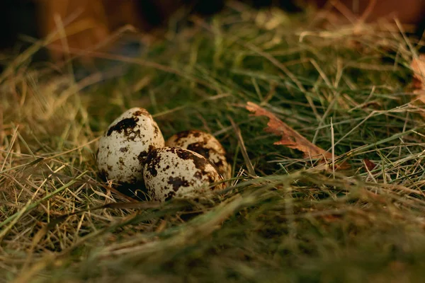 Αυγά Ορτυκιού Στη Φωλιά Φόντο Σανό Και Ξηρά Φύλλα — Φωτογραφία Αρχείου