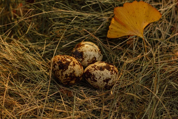Kwarteleitjes Het Nest Tegen Achtergrond Van Hooi Droge Bladeren — Stockfoto