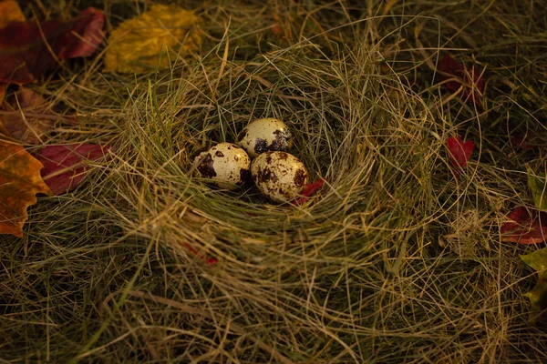 Yuvadaki Bıldırcın Yumurtaları Saman Kuru Yaprakların Arka Planında — Stok fotoğraf