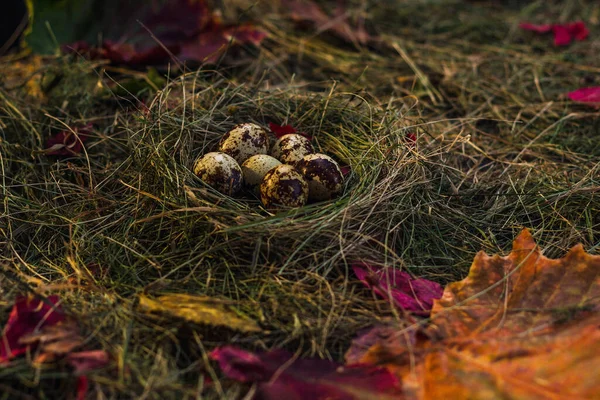 Перепелиные Яйца Гнезде Фоне Сена Сухих Листьев — стоковое фото