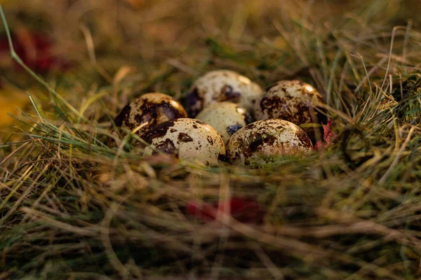Quail Eggs Nest Background Hay Dry Leaves — Stock Photo, Image