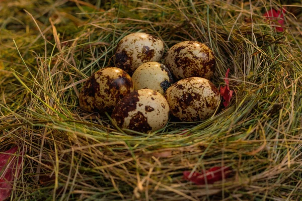在干草和干叶的背景下筑巢的鹌鹑蛋 — 图库照片