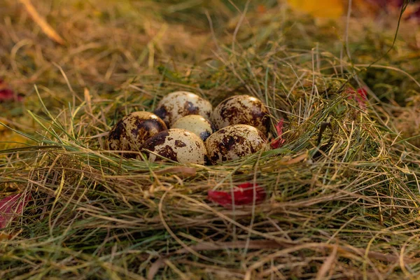 Yuvadaki Bıldırcın Yumurtaları Saman Kuru Yaprakların Arka Planında — Stok fotoğraf