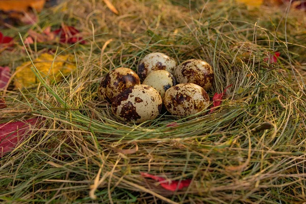Перепелиные Яйца Гнезде Фоне Сена Сухих Листьев — стоковое фото