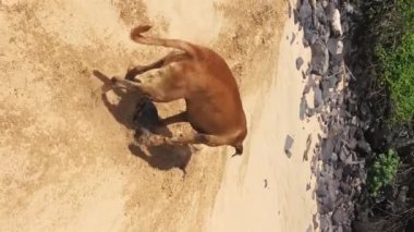 Köpek güneşli bir günde Çöl Kumsalında Taşla Oynar