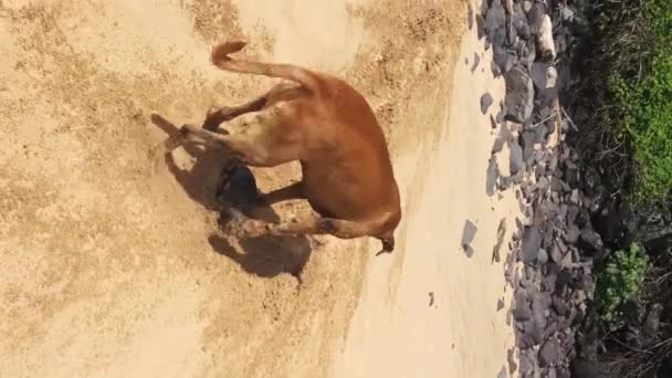 Hunden Leker Med Sten Desert Beach Sand Soliga Dagen — Stockvideo