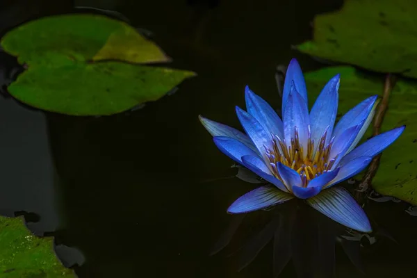 A tropical royal blue water lily at the Biltmore Garden in Asheville, NC.