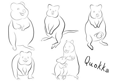 Animal Quokka. vector illustration logo icon element clipart