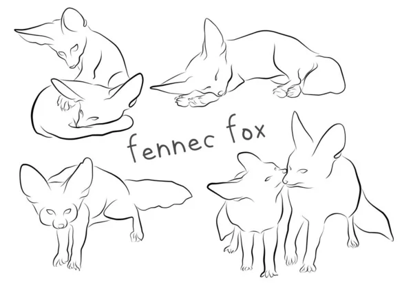 Fennec Fox Set Outline Illustration Vector Elements Design — Stock Vector