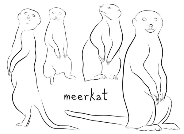 Meerkat Set Illustrazione Inchiostro Schizzo Arte Vettoriale — Vettoriale Stock