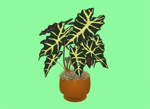 Vous Plaît Peperomioides Plante Maison Pot — Image vectorielle