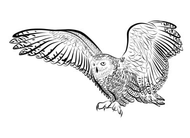 kar baykuşu ana hatları siyah vektör element tasarımı