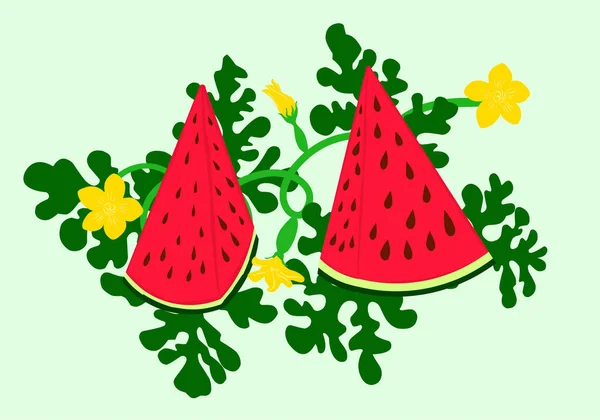 Dreieckige Wassermelone Und Saftige Scheiben Grüne Blätter Und Gelbe Wassermelonenblütenvektorillustration — Stockvektor