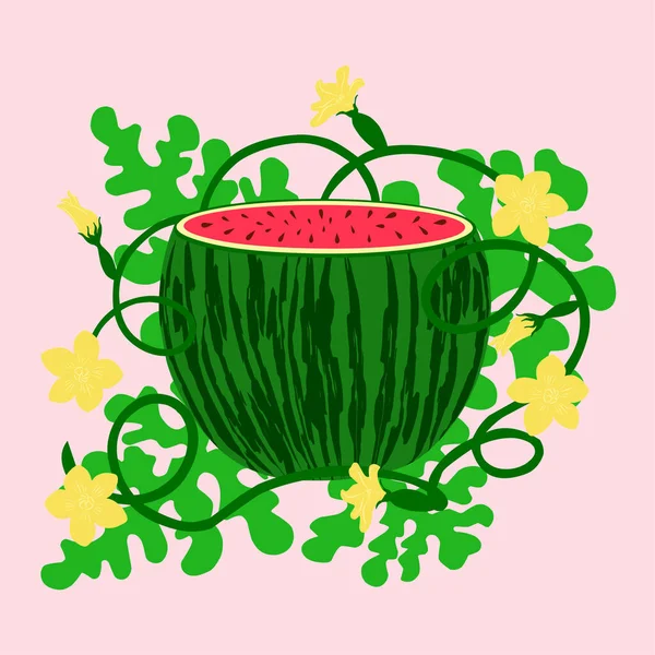 Wassermelone Blüten Auf Blättern Eine Rote Wassermelonenpflanze Isoliert Auf Weißem — Stockvektor