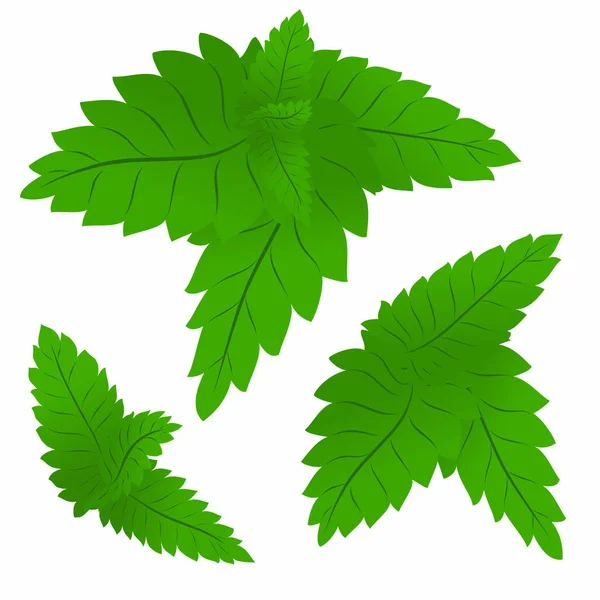 緑のミントの葉のセット — ストックベクタ