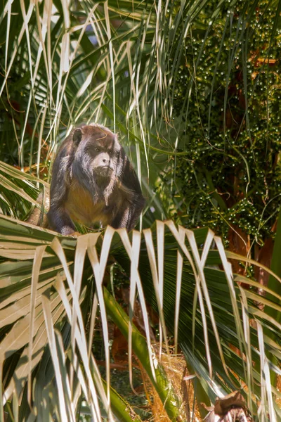 Brazilian Apes Kind Ape Very Rare Brazil — Stock Photo, Image