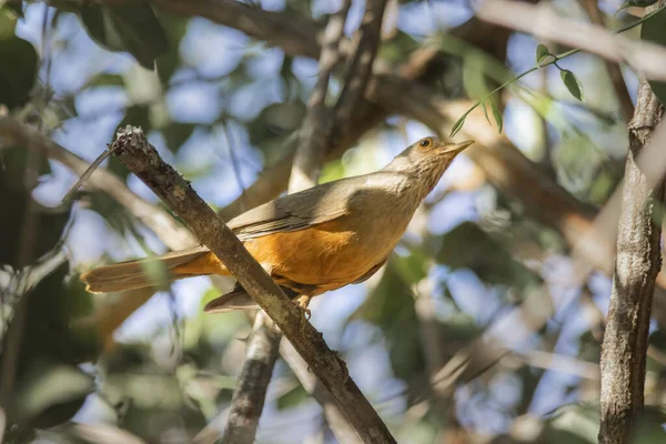 Savane Brésilienne Oiseau Cet Oiseau Est Très Commun Dans Savane — Photo