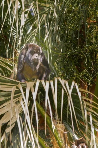 Brazilské Opice Tento Druh Opice Brazílii Velmi Vzácný — Stock fotografie