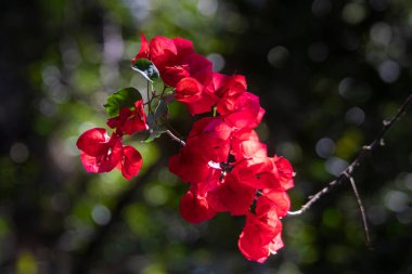 Brezilya Kızıl Çiçeği Bu güzel kırmızı çiçek Brezilya Savanasında çok yaygındır.