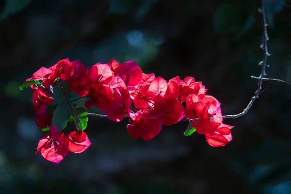Brasiliansk Rød Blomst Denne Vakre Røde Blomsten Svært Vanlig Brasiliansk – stockfoto
