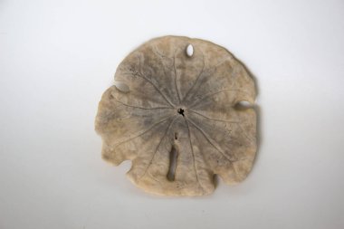 Brezilya Böceği Bu böcekler Brezilya bozkırlarında çok yaygındır.