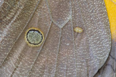 Brezilya Böceği Bu böcekler Brezilya bozkırlarında çok yaygındır.