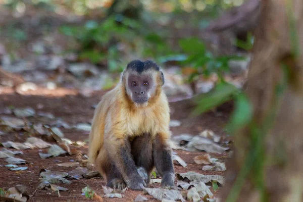 Brazylijskie Małpy Ten Rodzaj Małpy Jest Bardzo Rzadki Brazylii — Zdjęcie stockowe