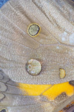 Brezilya Böceği Bu böcekler Brezilya bozkırlarında çok yaygındır.