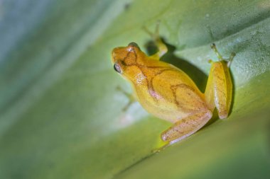 Frog At NightThis frog is very quiet and hunt at the night.