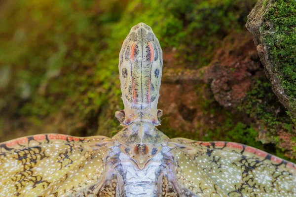 Bardzo Rzadki Piękny Brazylijski Motyl — Zdjęcie stockowe