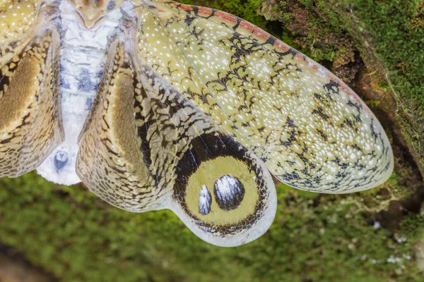 非常罕见的美丽的巴西蝴蝶 — 图库照片