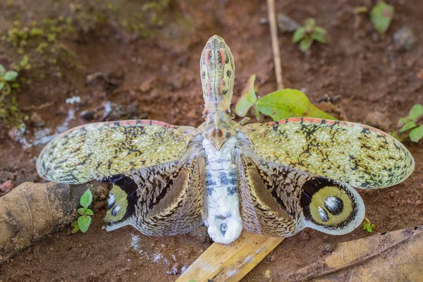 非常罕见的美丽的巴西蝴蝶 — 图库照片