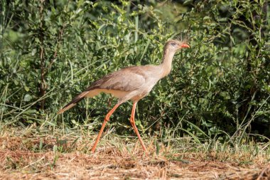 Brezilya Savannah Kuşu / Bu kuş Brezilya Savanasında çok nadirdir