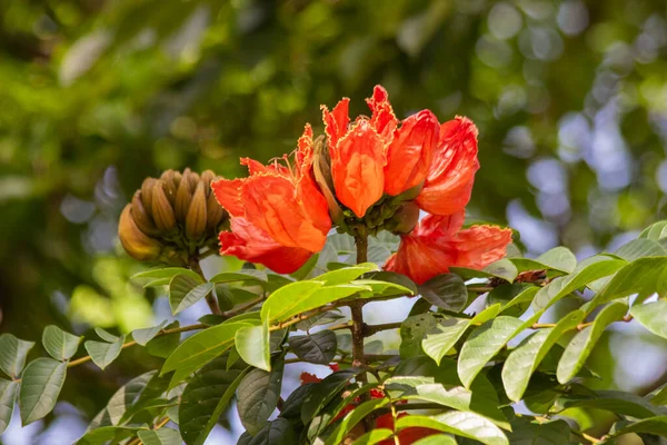Brasilianische Rote Blume Diese Blume Ist Brasilien Sehr Selten — Stockfoto