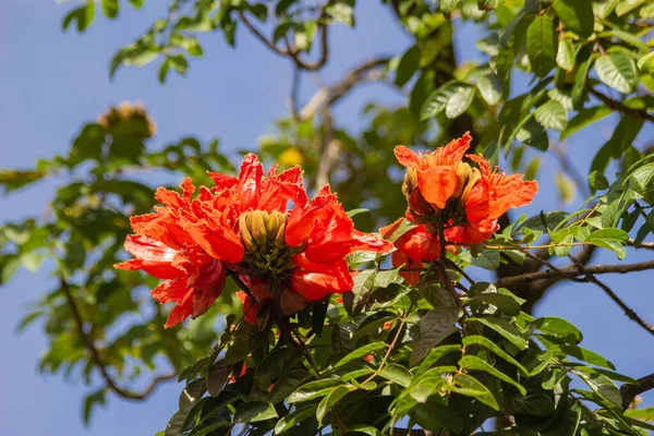 ブラジル赤花 この花はブラジルでは非常にまれです — ストック写真