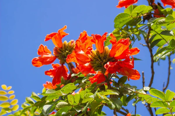 Brasilianische Rote Blume Diese Blume Ist Brasilien Sehr Selten — Stockfoto