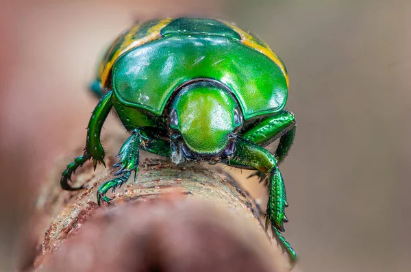 Brasilianisches Insekt Dieses Insekt Ist Der Brasilianischen Savanne Sehr Selten — Stockfoto