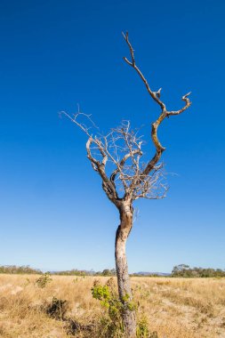 Brezilya 'nın Merkezinde Güzel Savannah Manzarası.